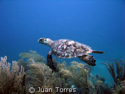 Hawksbill turtle in Patillas, Puerto Rico. by Juan Torres 